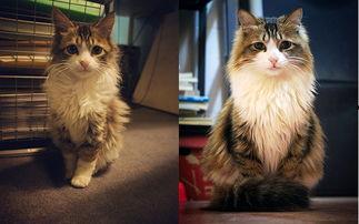 国产猫帅气视频大全,帅气视频大全集锦  第1张