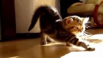 国产猫帅气视频大全,帅气视频大全集锦  第2张