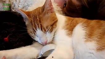 国产猫帅气视频大全,帅气视频大全集锦  第3张