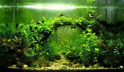 国产水草灯推介视频,打造水族箱生态之美，点亮绿色生活新风尚  第3张