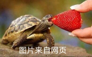 国产乌龟视频大全,萌态百态,带你领略龟界风采 第2张 国产乌龟视频大全,萌态百态,带你领略龟界风采 第2张