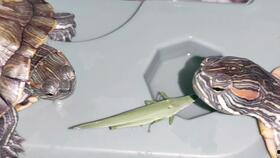 国产乌龟视频大全,萌态百态,带你领略龟界风采 第3张 国产乌龟视频大全,萌态百态,带你领略龟界风采 第3张