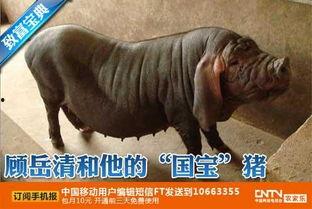 国产太湖猪品种介绍视频,国产优良品种风采展示  第2张