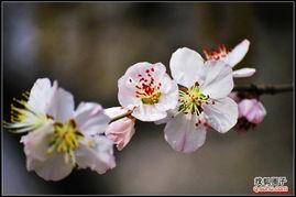 国产老师桃花视频  第3张